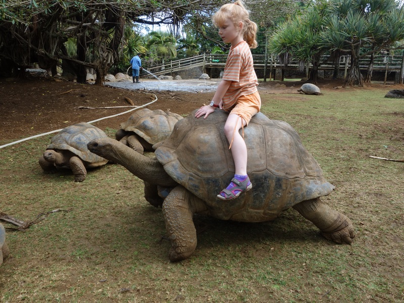 Riesen-Landschildkrte