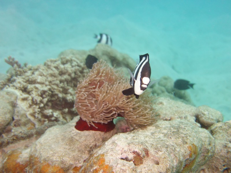 Seeanemone mit Preuenfisch