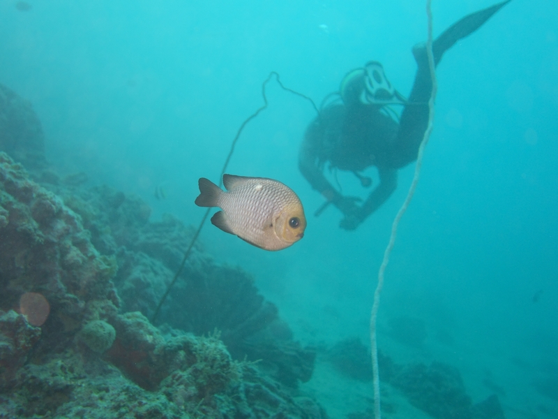 Fisch und Taucher