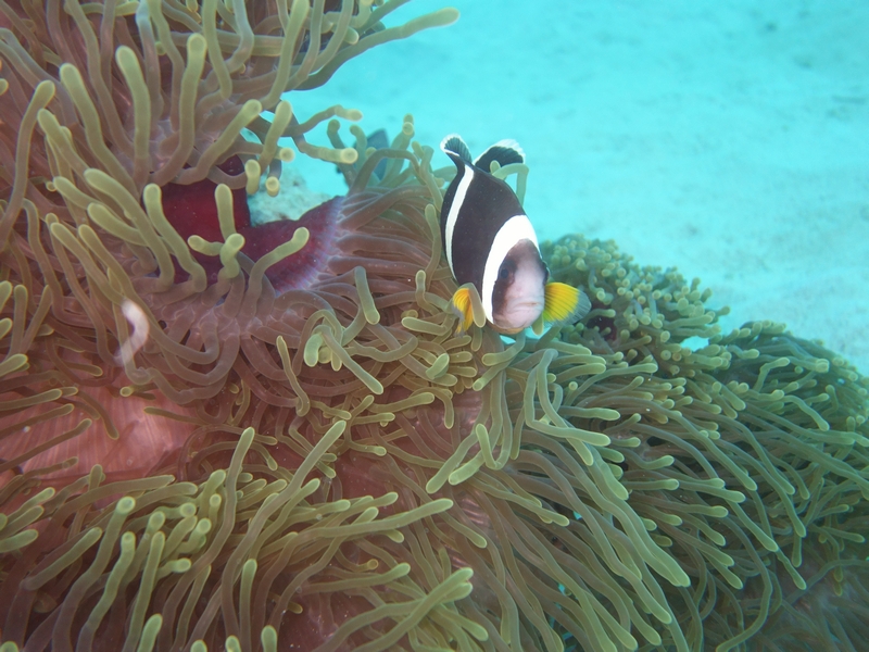 Seeanemone mit Anemonenfisch